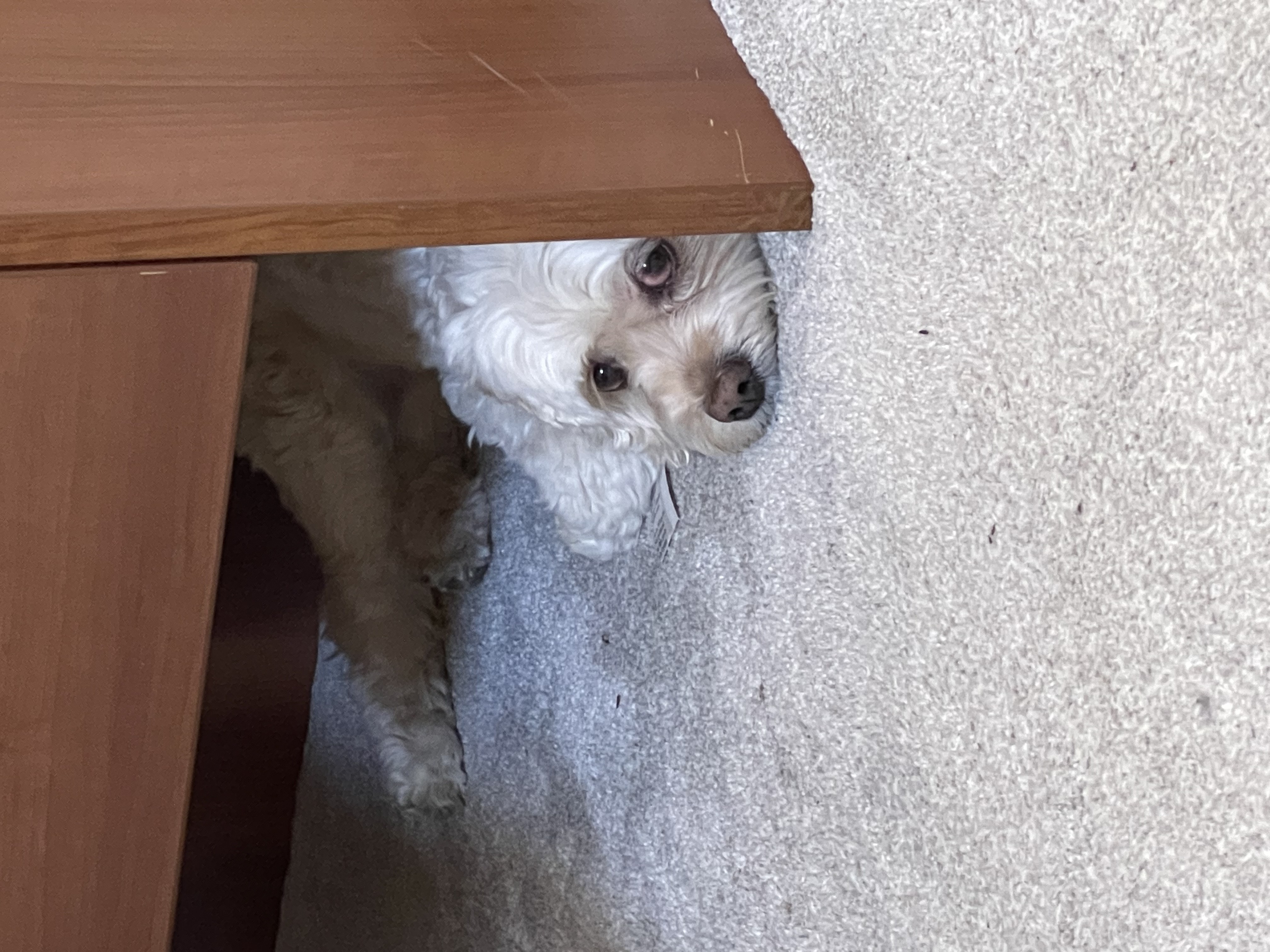 Random Winnie