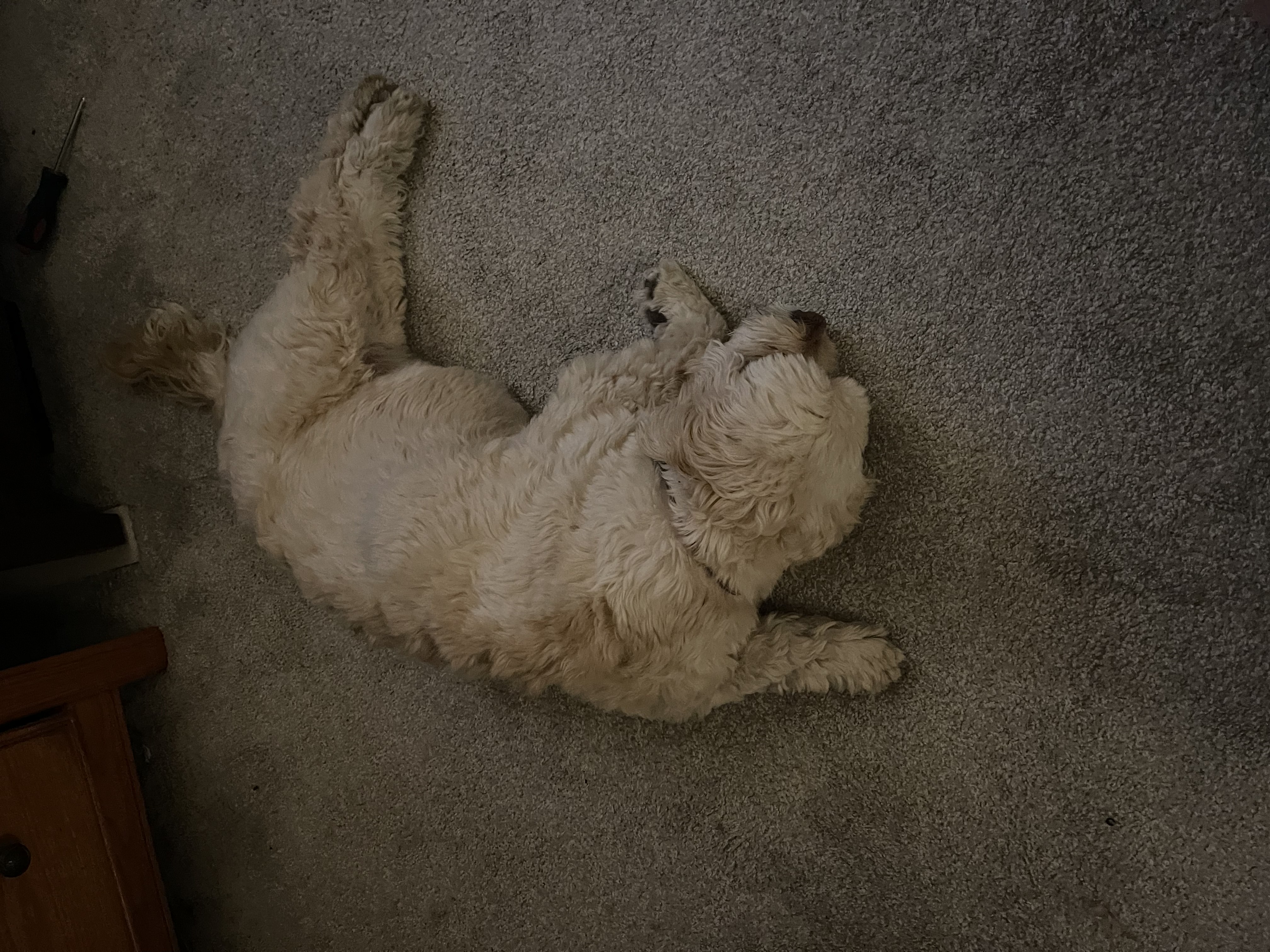 Winnie of the Day